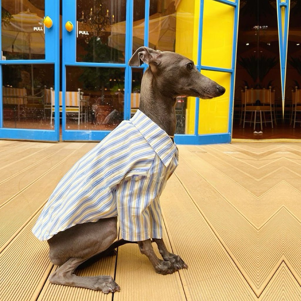 Striped Casual Shirt Summer Outfit for Sighthounds - PIKAPIKA