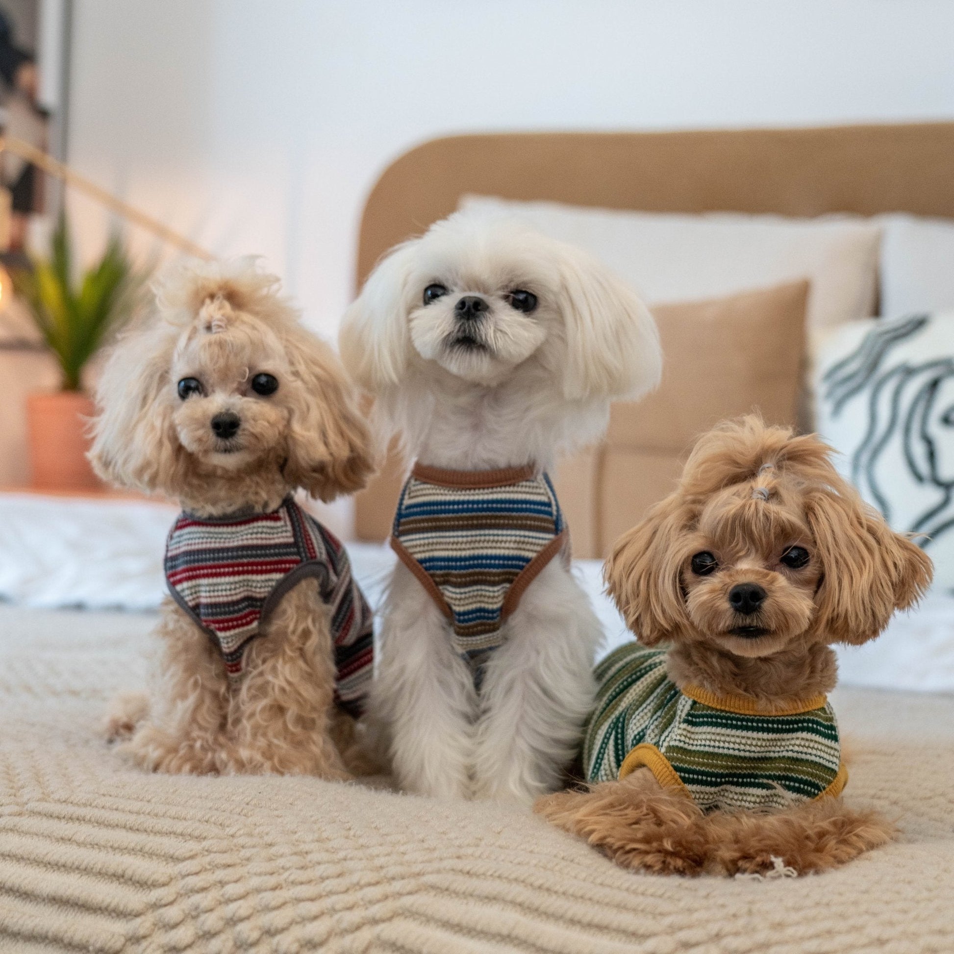 Striped Waffle Knit Tank Top for Toy Dogs - PIKAPIKA