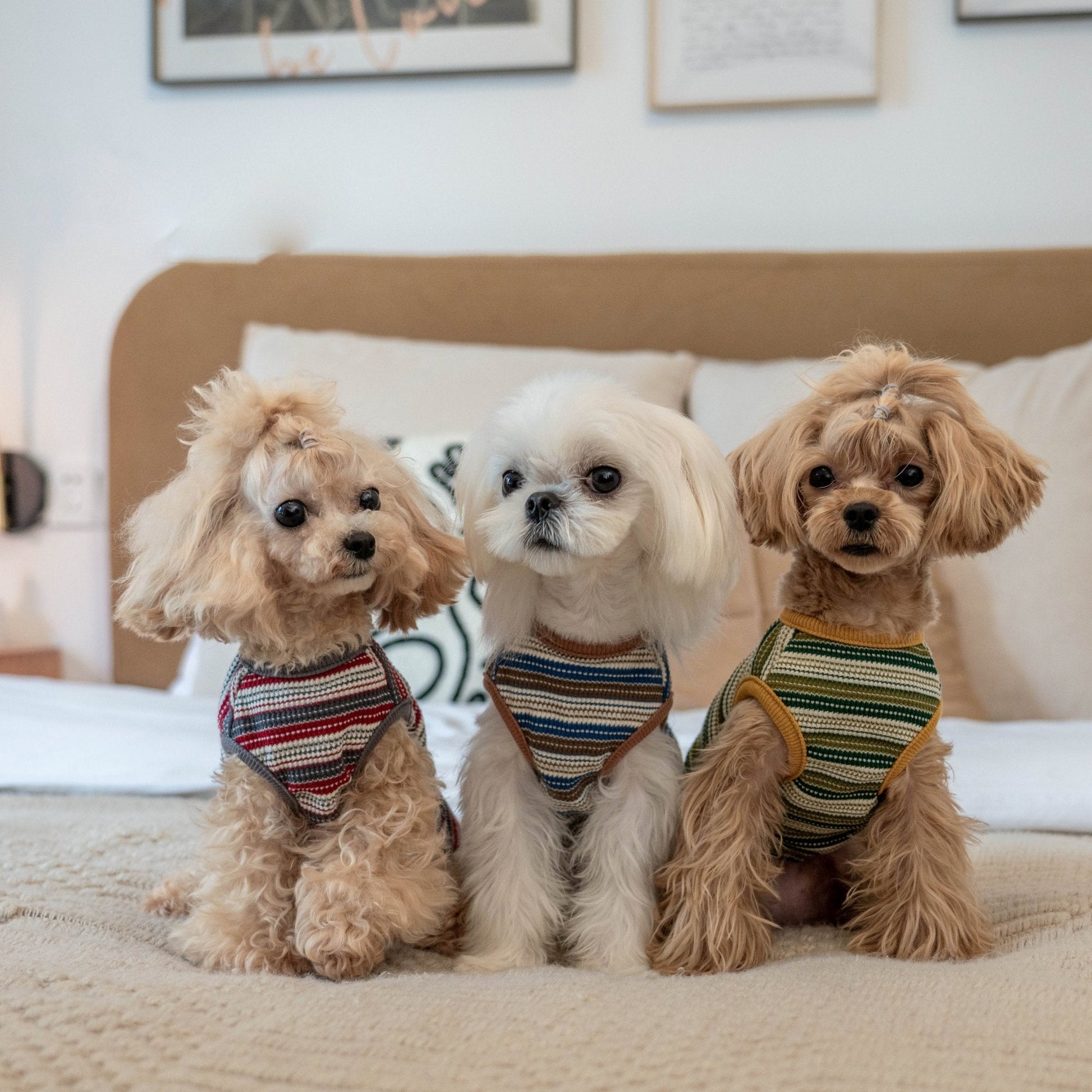 Striped Waffle Knit Tank Top for Toy Dogs - PIKAPIKA