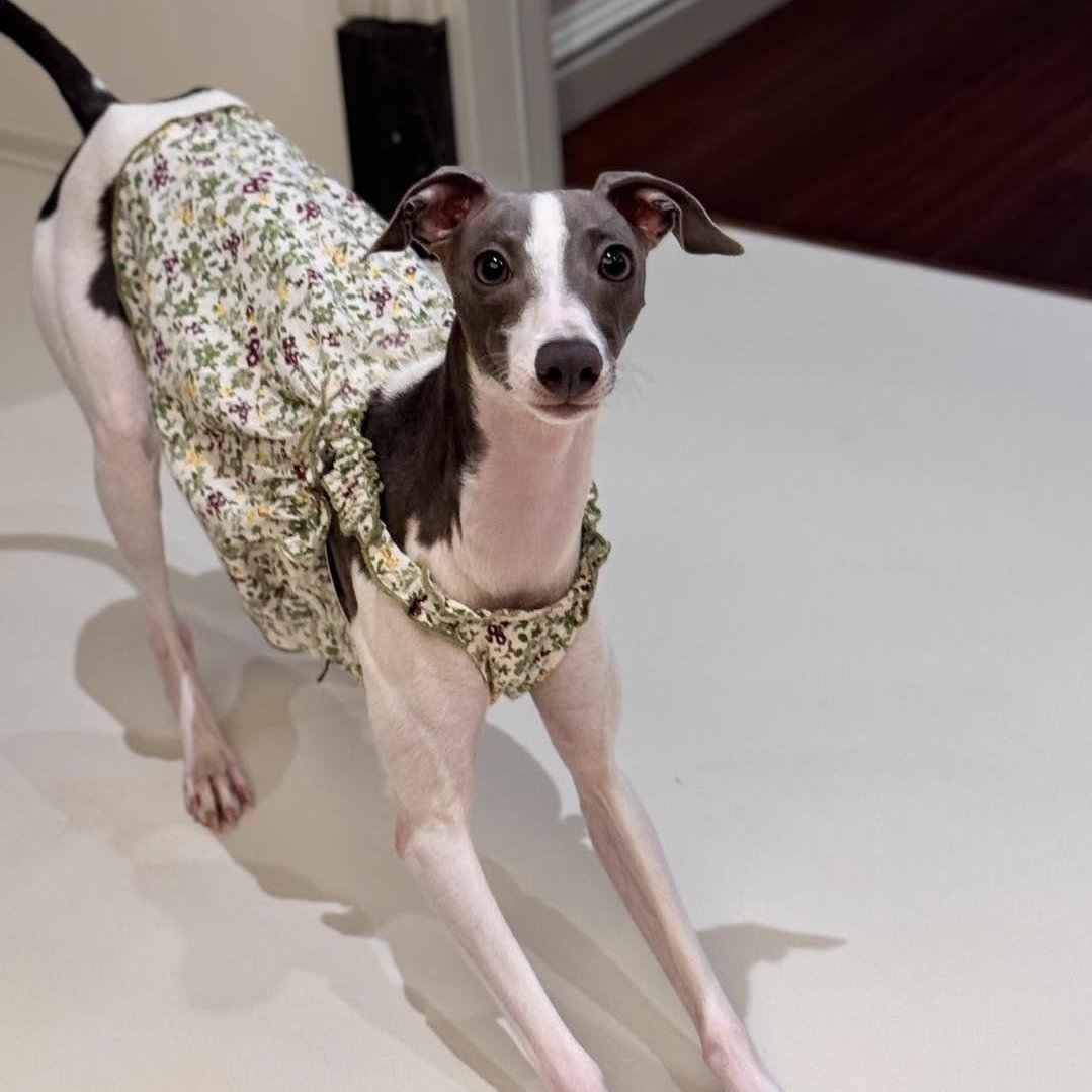 Summer Floral Cotton Dress Greyhound Whippet Clothes - PIKAPIKA
