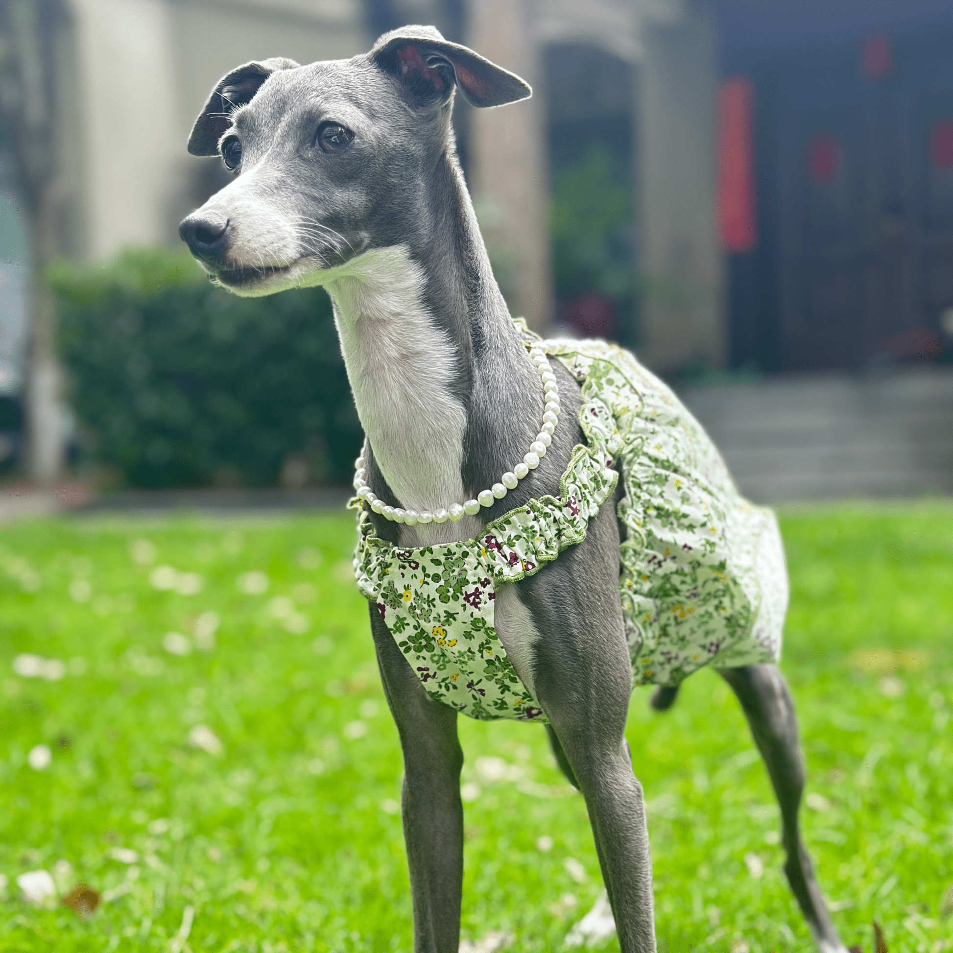 Summer Floral Cotton Dress Greyhound Whippet Clothes - PIKAPIKA