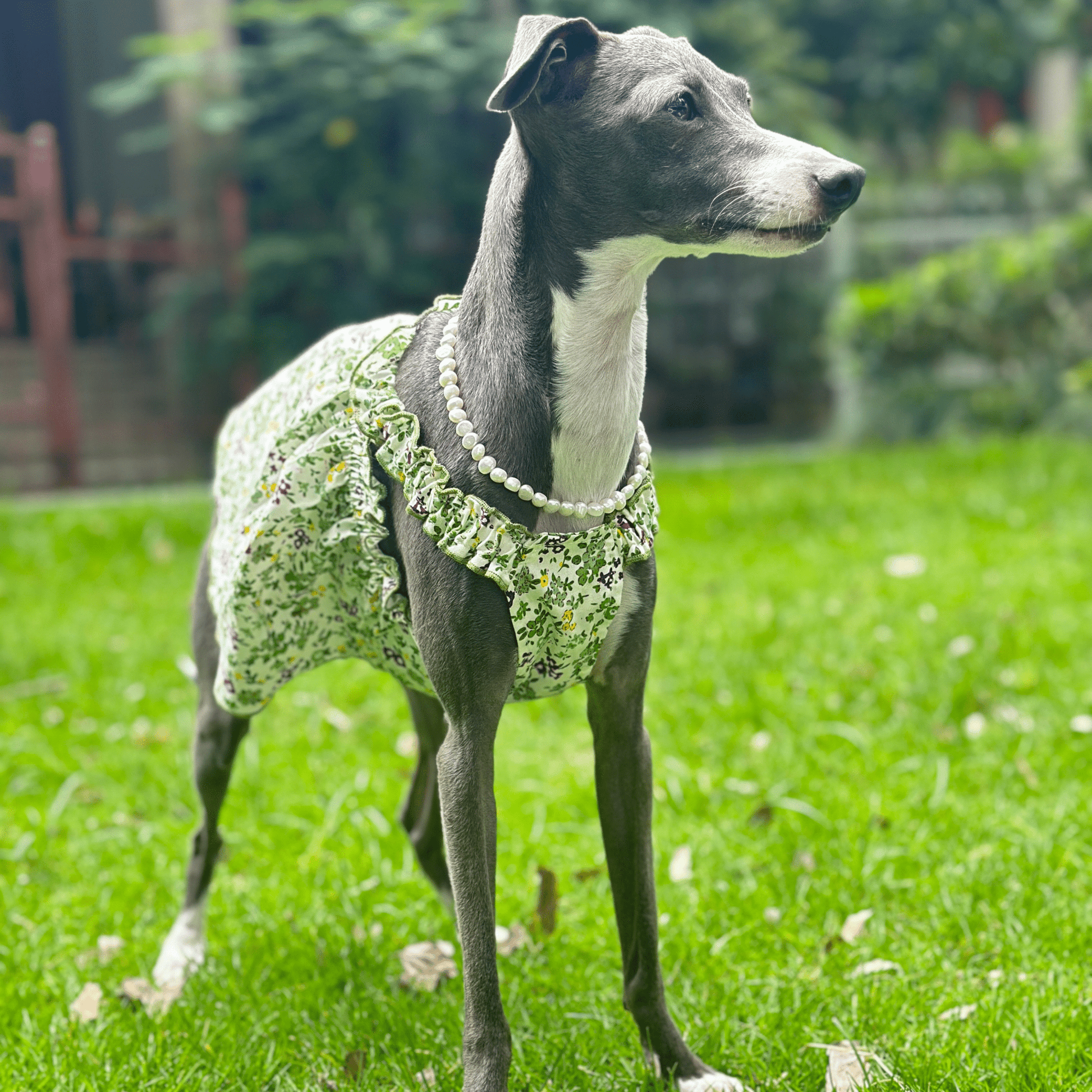 Summer Floral Cotton Dress Greyhound Whippet Clothes - PIKAPIKA