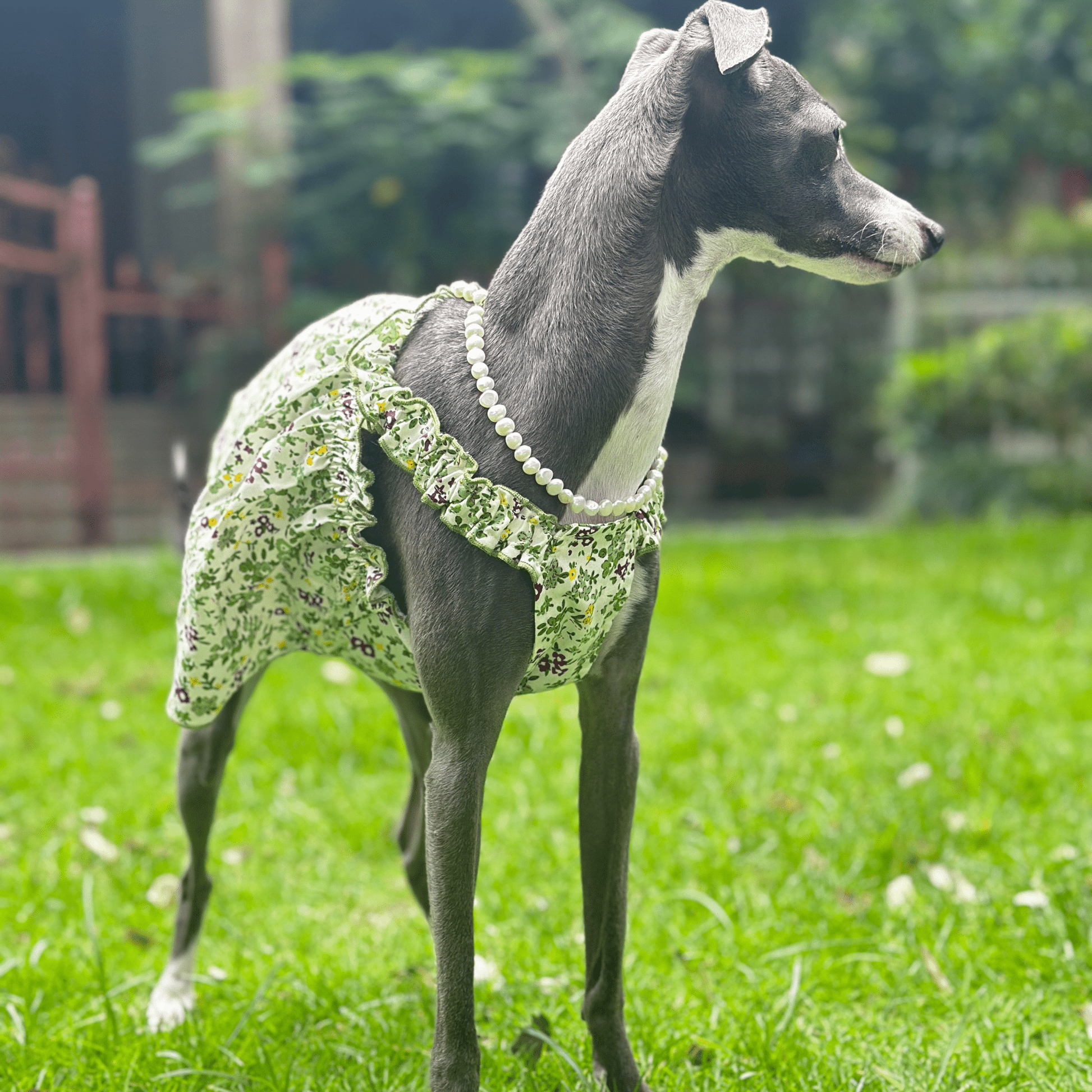 Summer Floral Cotton Dress Greyhound Whippet Clothes - PIKAPIKA