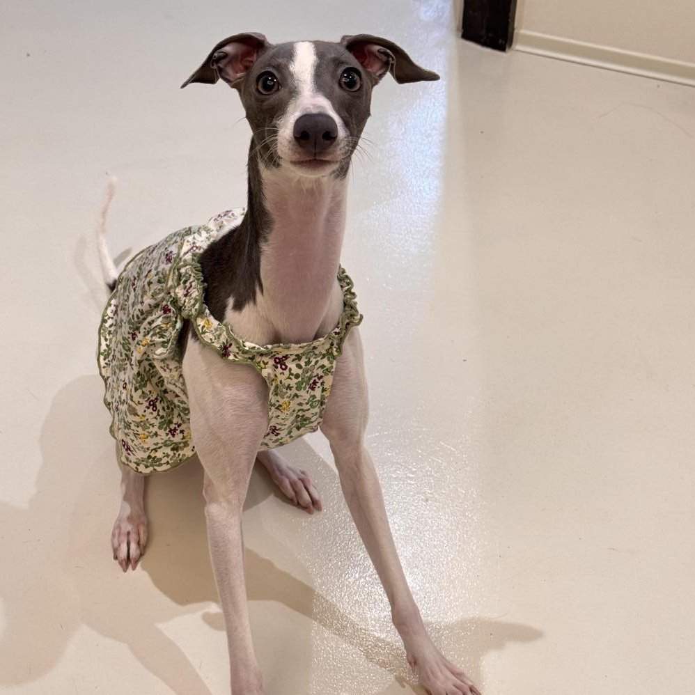 Summer Floral Cotton Dress Greyhound Whippet Clothes - PIKAPIKA