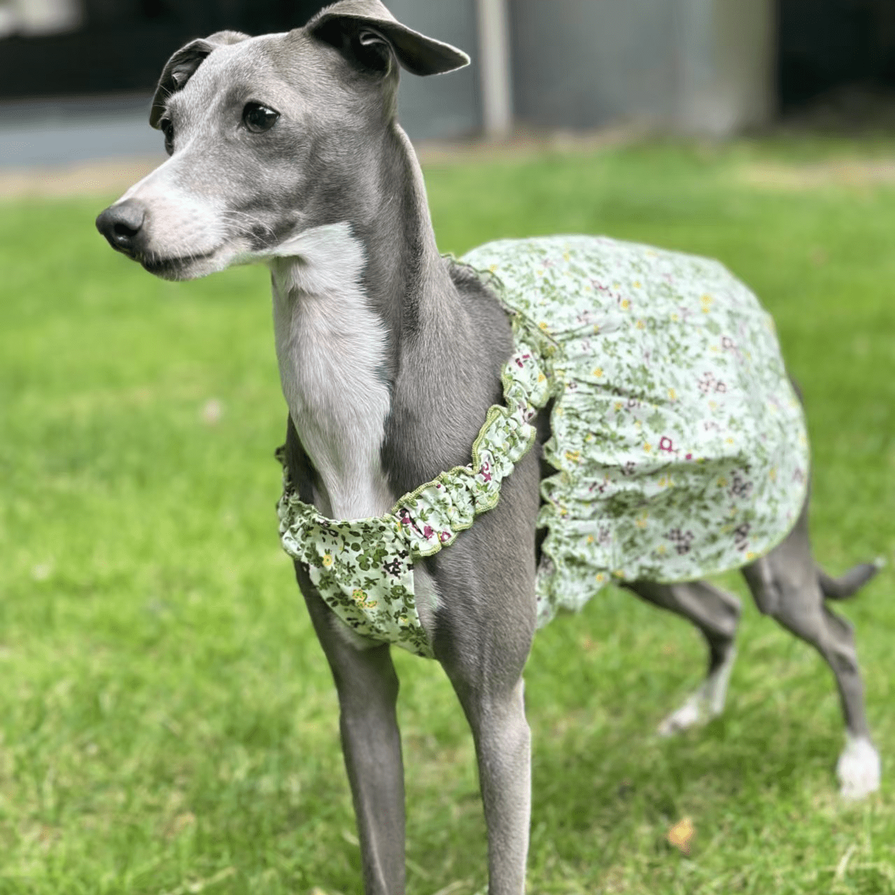 Summer Floral Cotton Dress Greyhound Whippet Clothes - PIKAPIKA