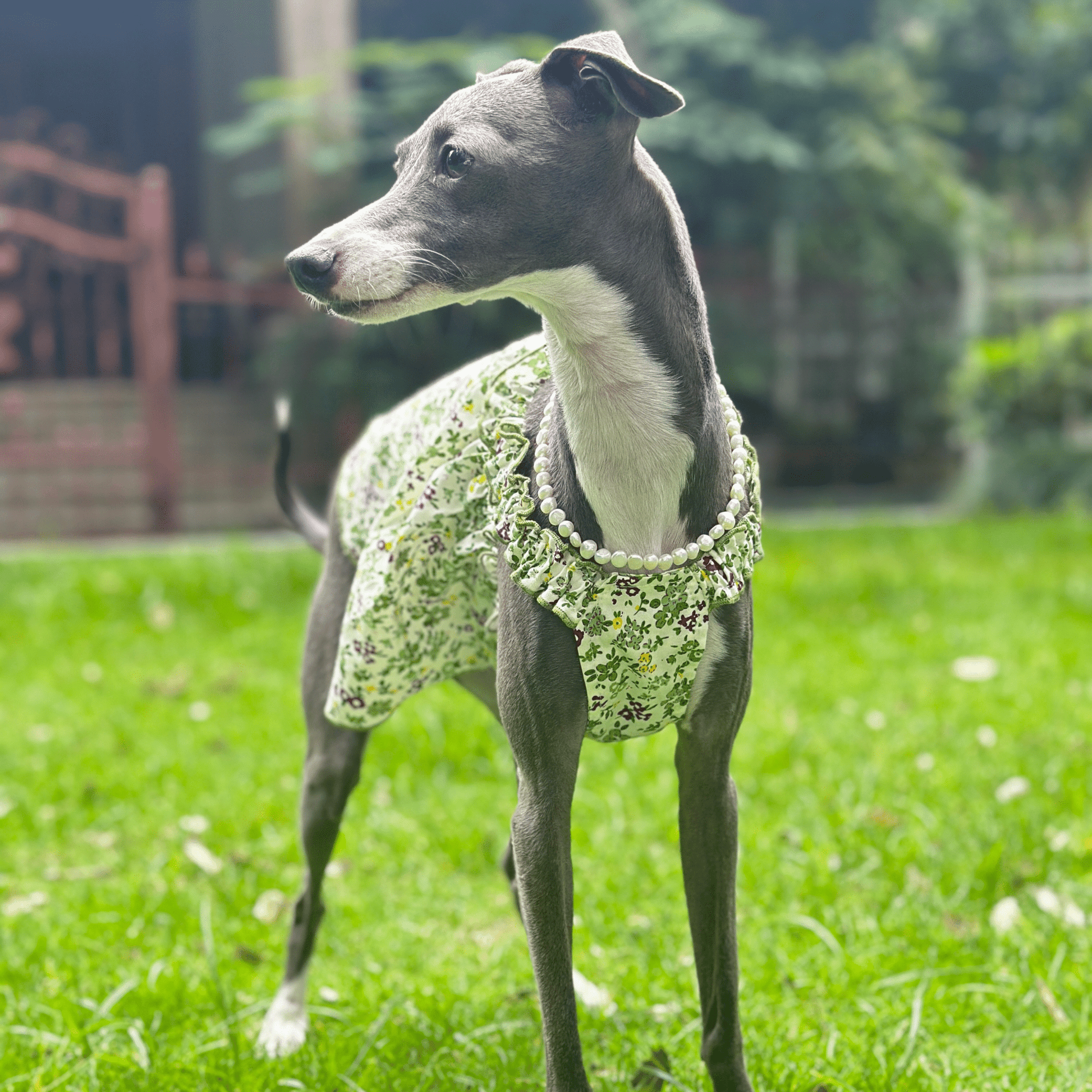 Summer Floral Cotton Dress Greyhound Whippet Clothes - PIKAPIKA