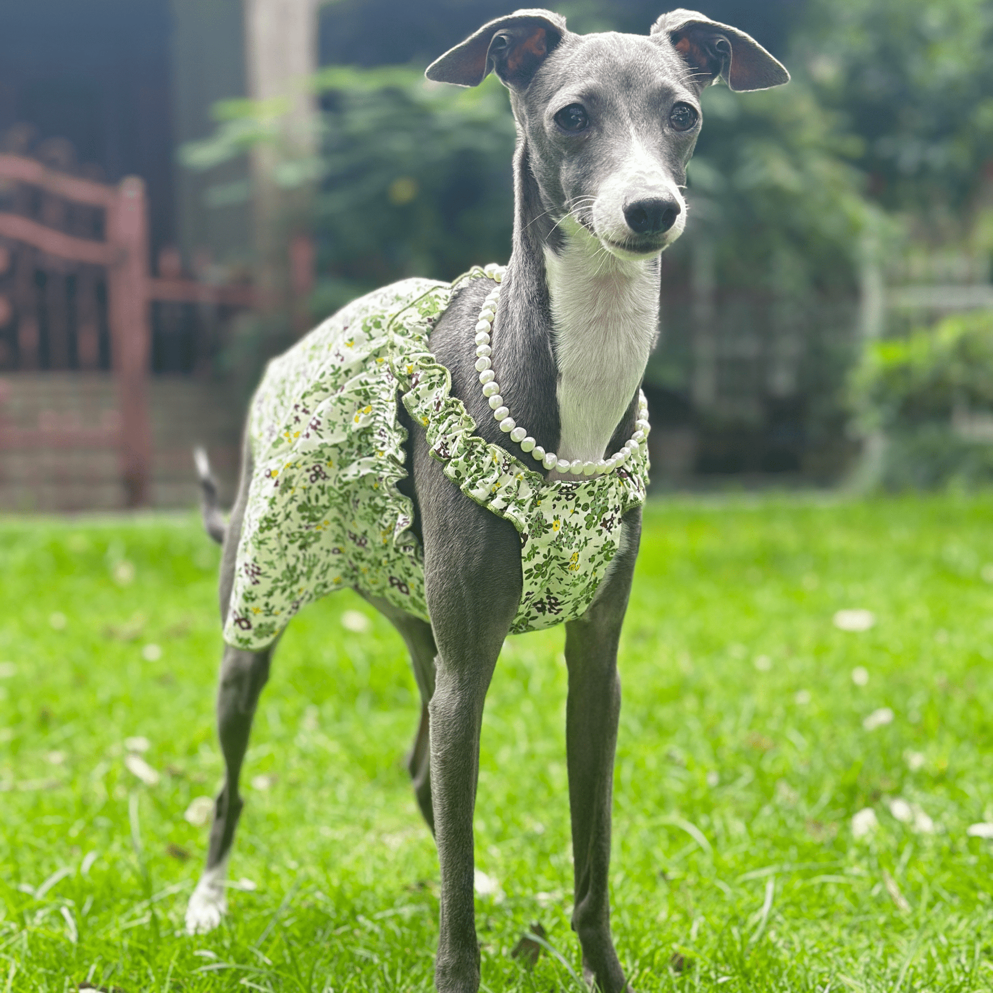 Summer Floral Cotton Dress Greyhound Whippet Clothes - PIKAPIKA