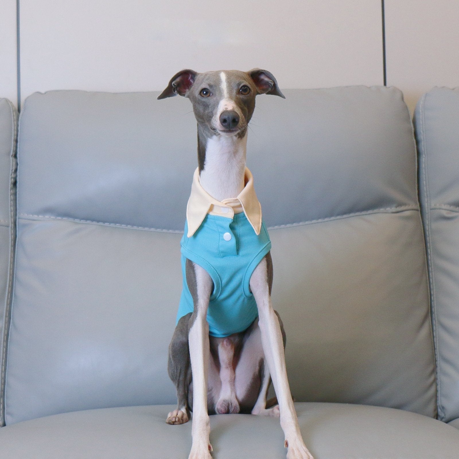Summer Polo Shirt Breathable Vest for Italian Greyhound Whippet - PIKAPIKA