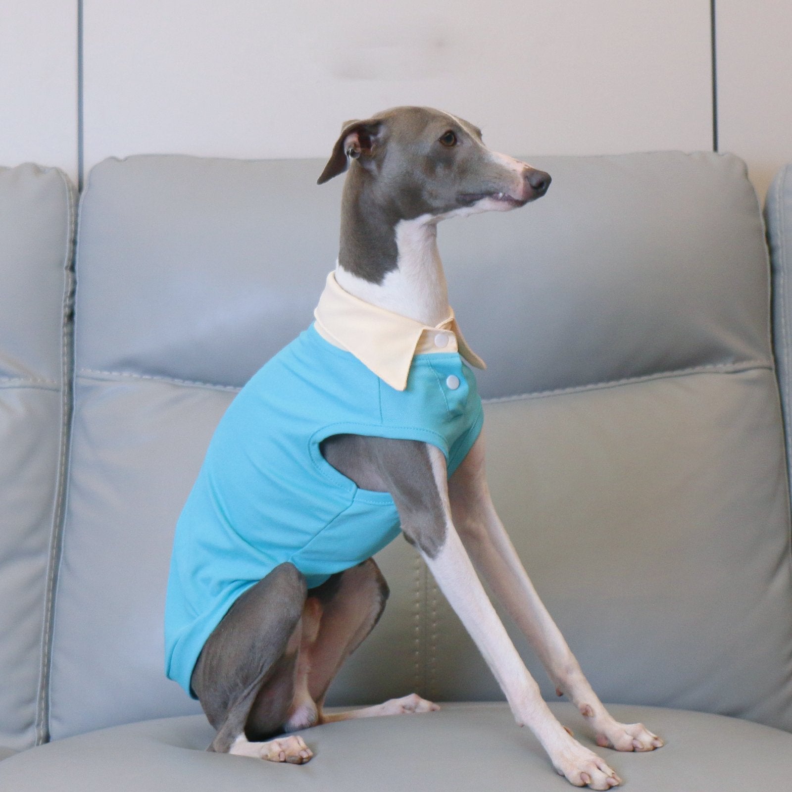 Summer Polo Shirt Breathable Vest for Italian Greyhound Whippet - PIKAPIKA