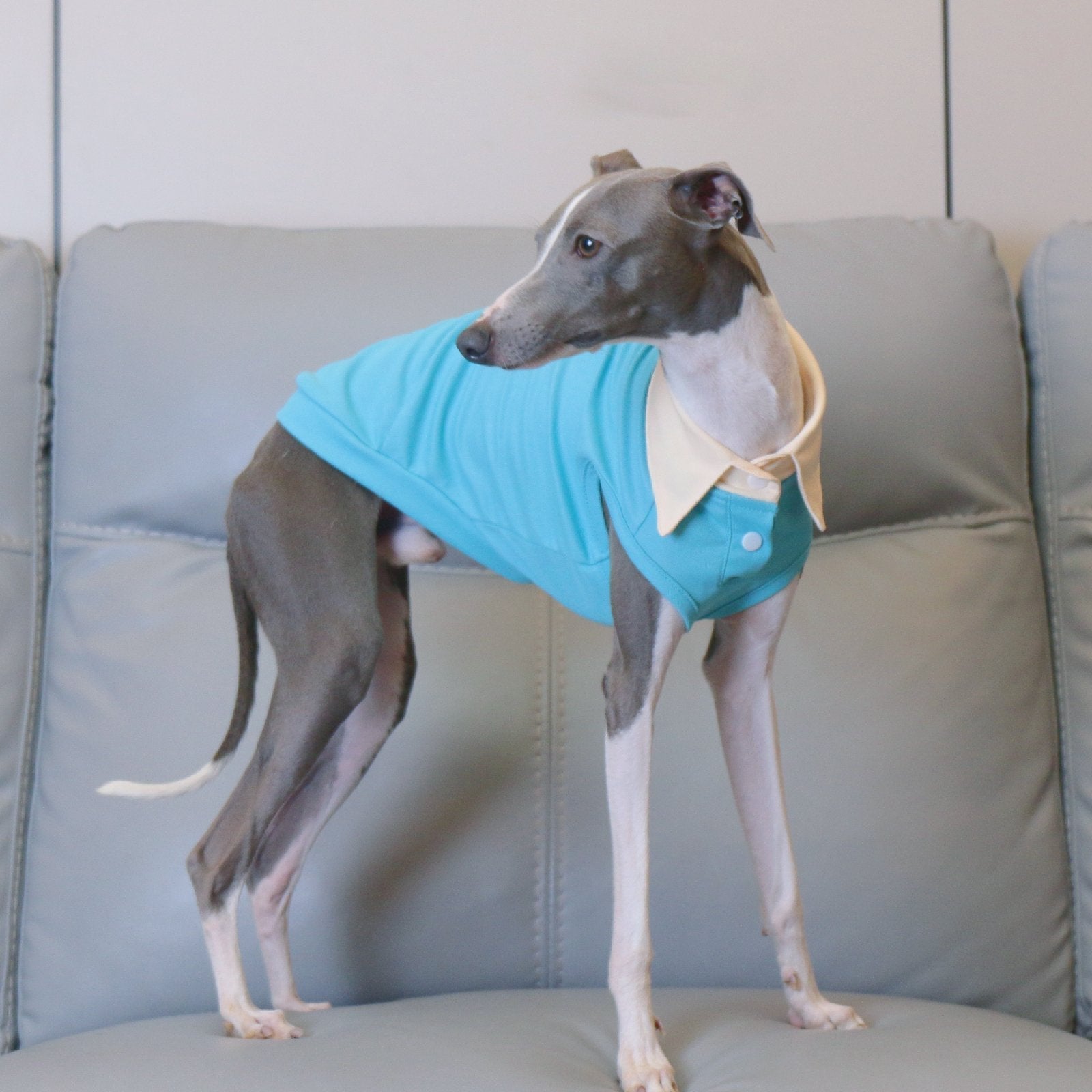 Summer Polo Shirt Breathable Vest for Italian Greyhound Whippet - PIKAPIKA