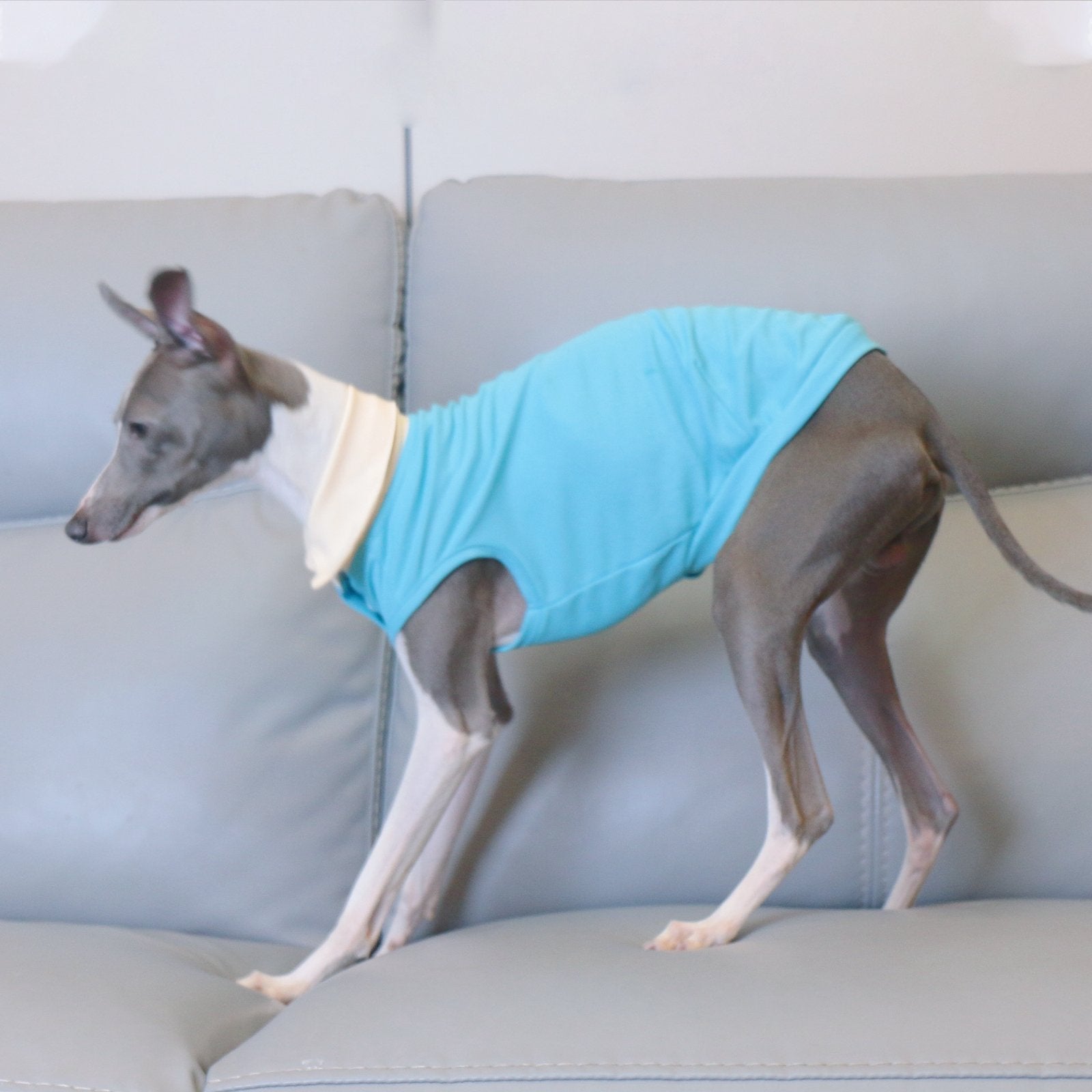 Summer Polo Shirt Breathable Vest for Italian Greyhound Whippet - PIKAPIKA