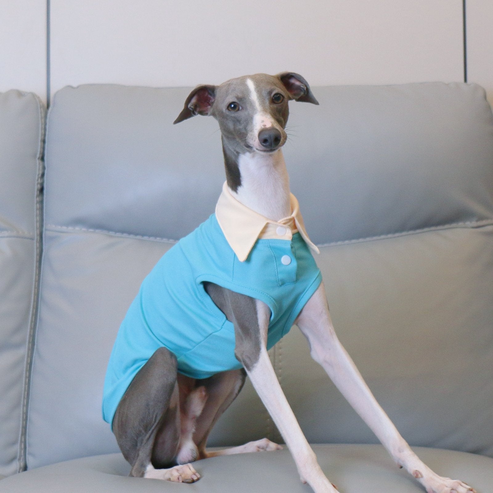 Summer Polo Shirt Breathable Vest for Italian Greyhound Whippet - PIKAPIKA