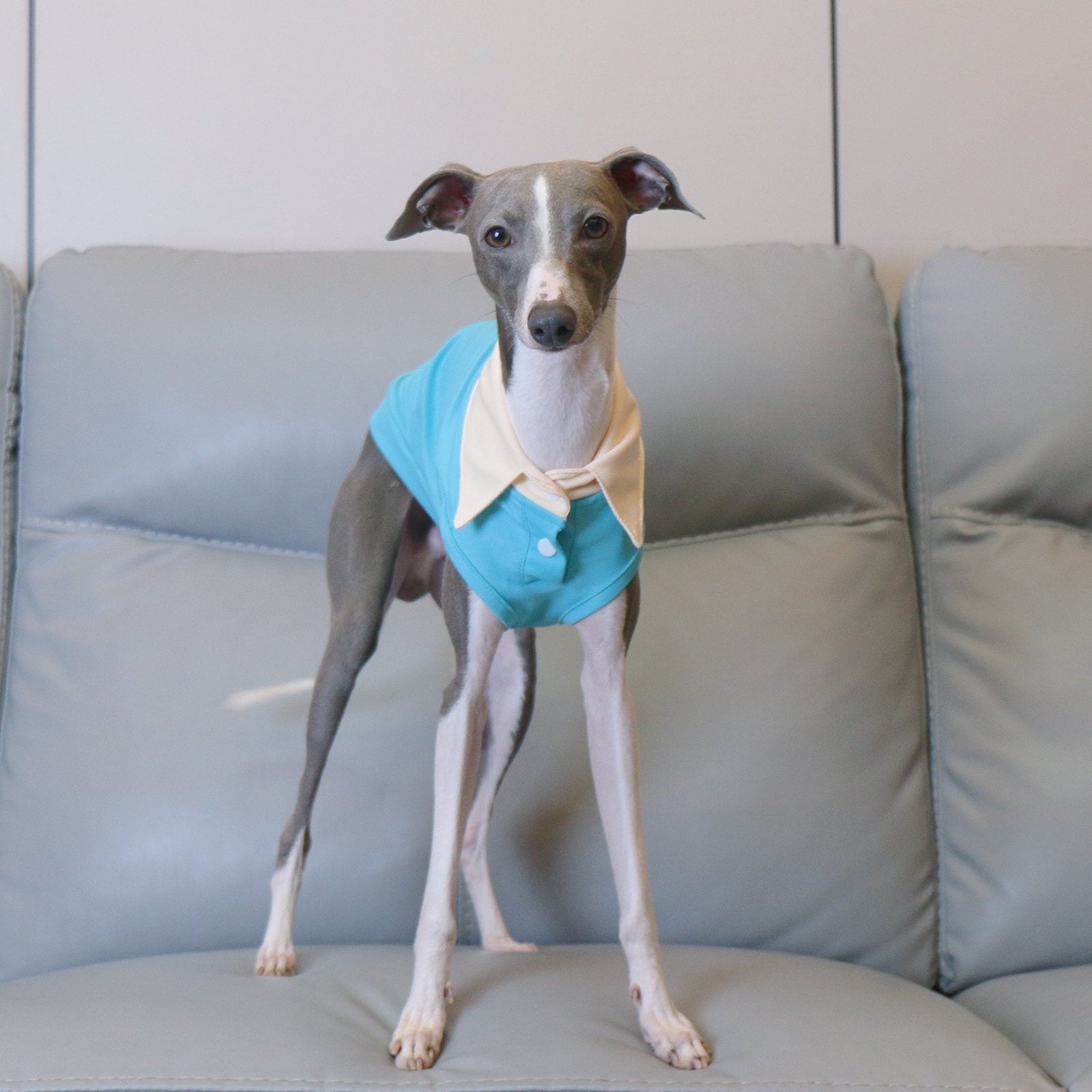 Summer Polo Shirt Breathable Vest for Italian Greyhound Whippet - PIKAPIKA