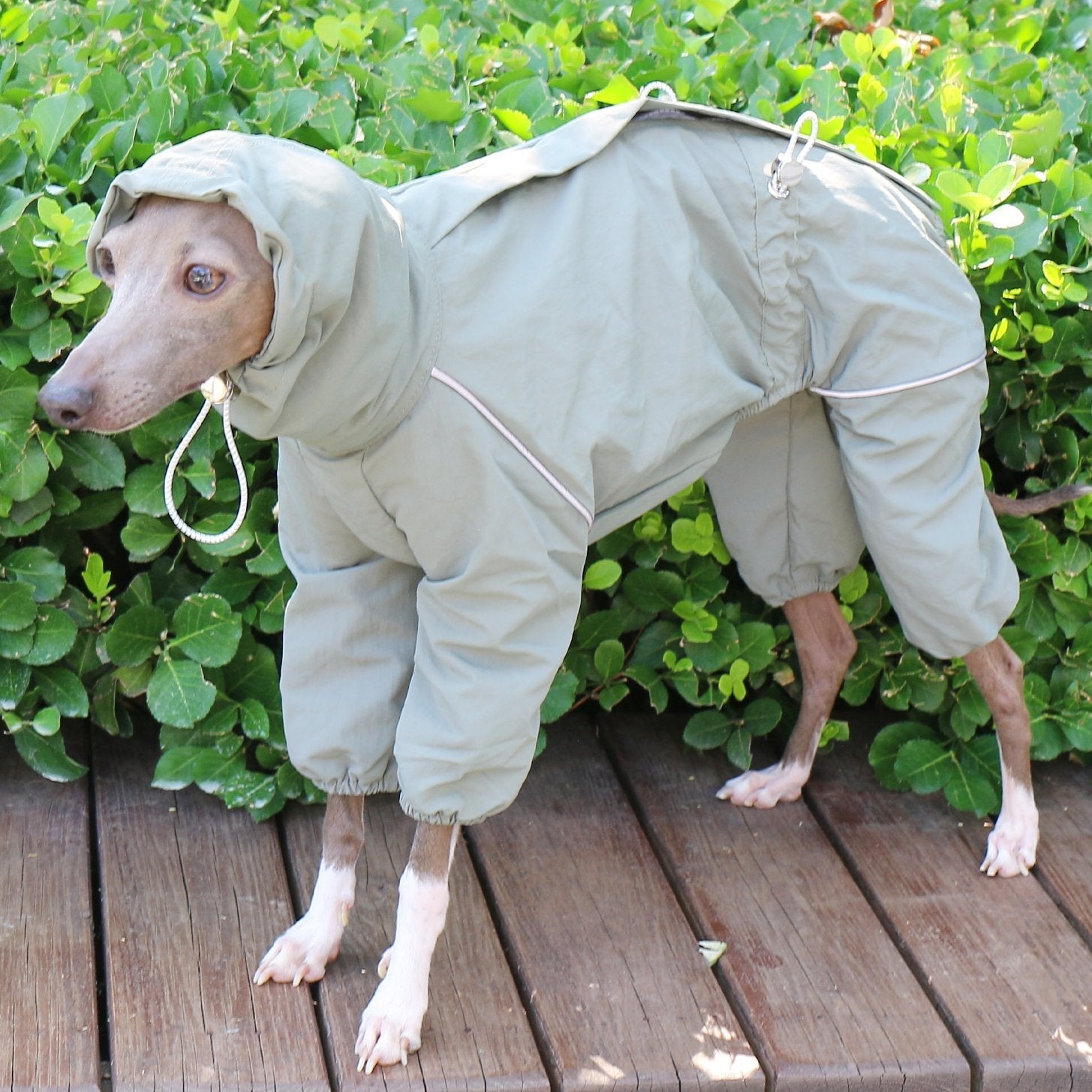 Sunproof Rain Jacket Adjustable High Collar Zipper Coat for Greyhounds - PIKAPIKA