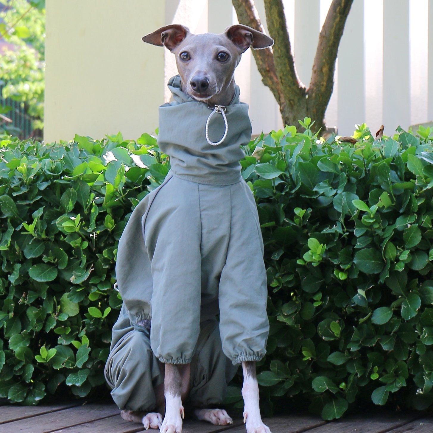 Sunproof Rain Jacket Adjustable High Collar Zipper Coat for Greyhounds - PIKAPIKA