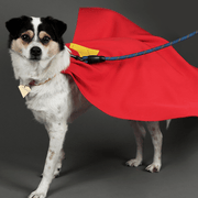 Superman Krypto Halloween Pet Costume Cloak & Collar Dog Outfit Cosplay - PIKAPIKA