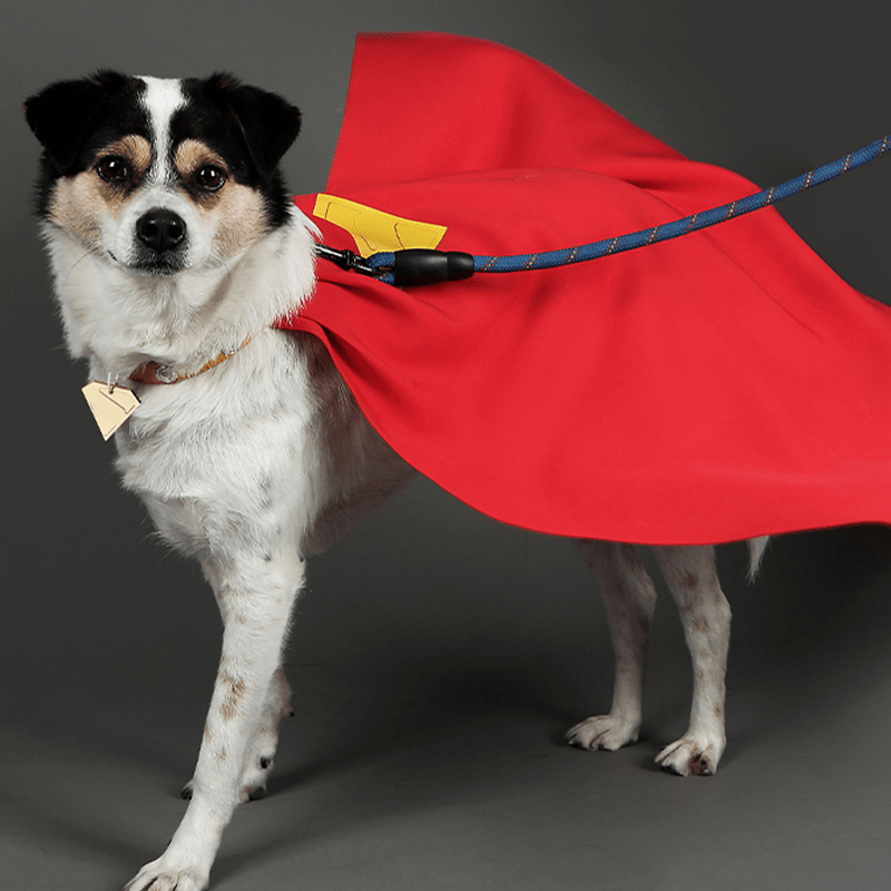 Superman Krypto Halloween Pet Costume Cloak & Collar Dog Outfit Cosplay - PIKAPIKA