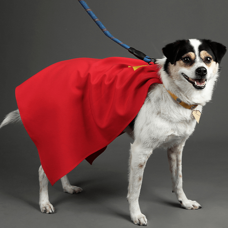 Superman Krypto Halloween Pet Costume Cloak & Collar Dog Outfit Cosplay - PIKAPIKA