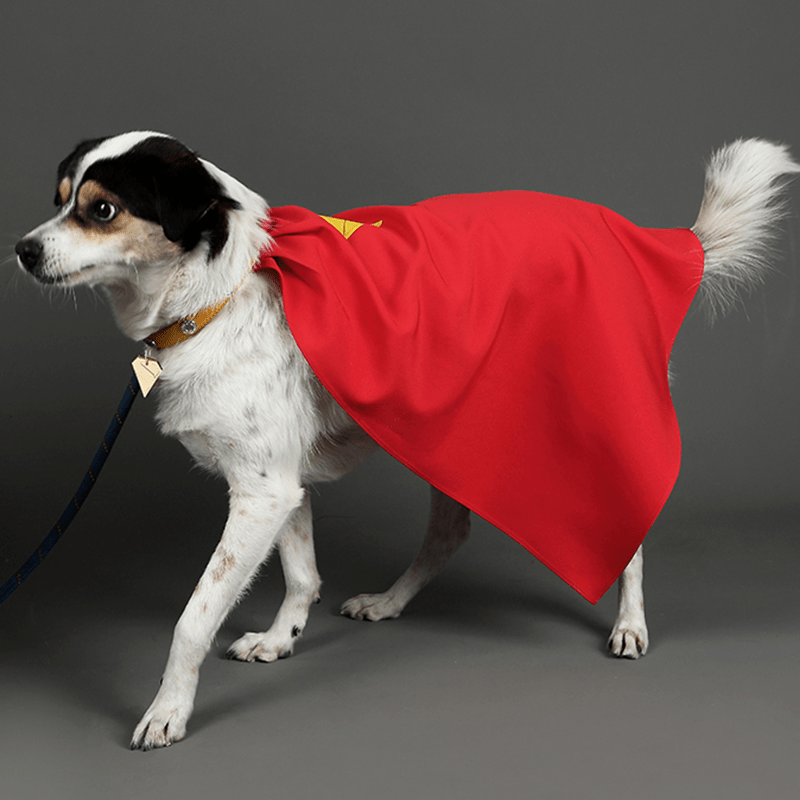 Superman Krypto Halloween Pet Costume Cloak & Collar Dog Outfit Cosplay - PIKAPIKA