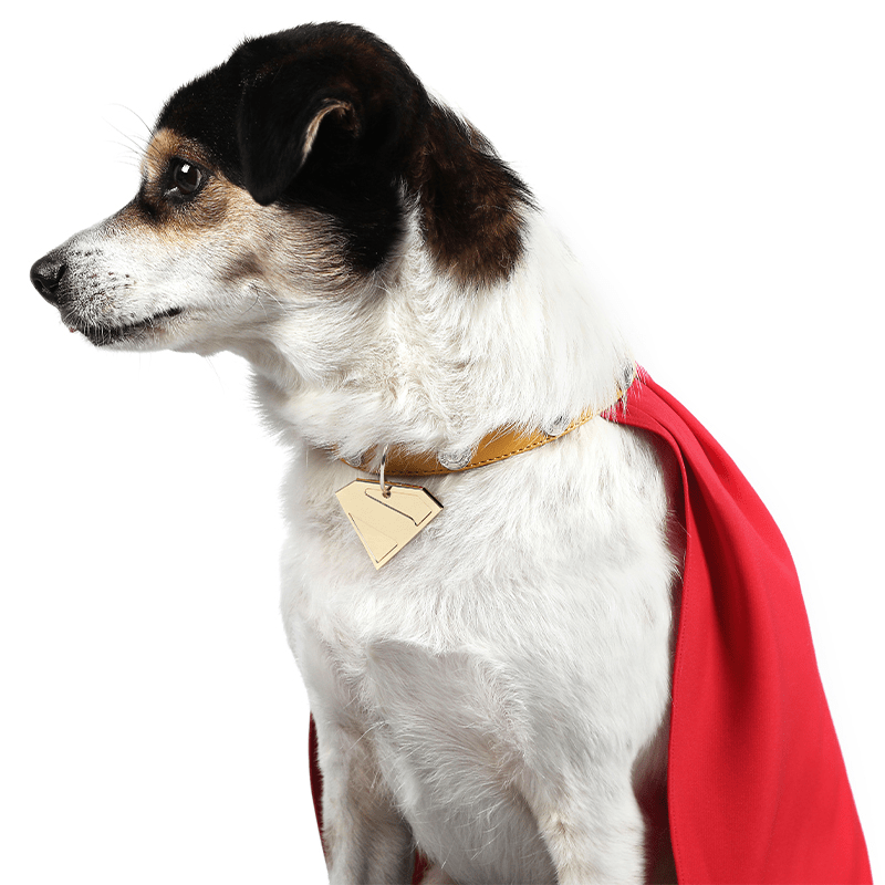 Superman Krypto Halloween Pet Costume Cloak & Collar Dog Outfit Cosplay - PIKAPIKA