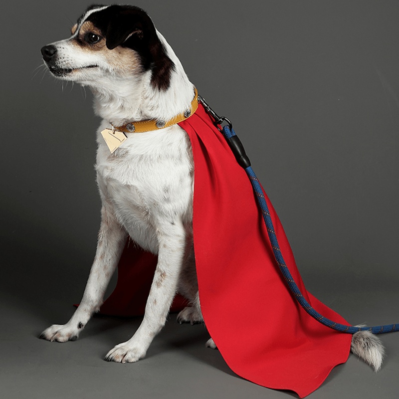 Superman Krypto Halloween Pet Costume Cloak & Collar Dog Outfit Cosplay - PIKAPIKA
