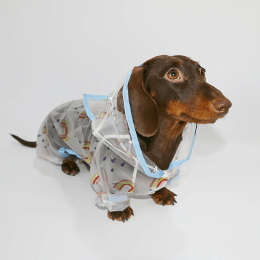Transparent Hooded Raincoat Dachshund Dog Full Body Transparent - PIKAPIKA