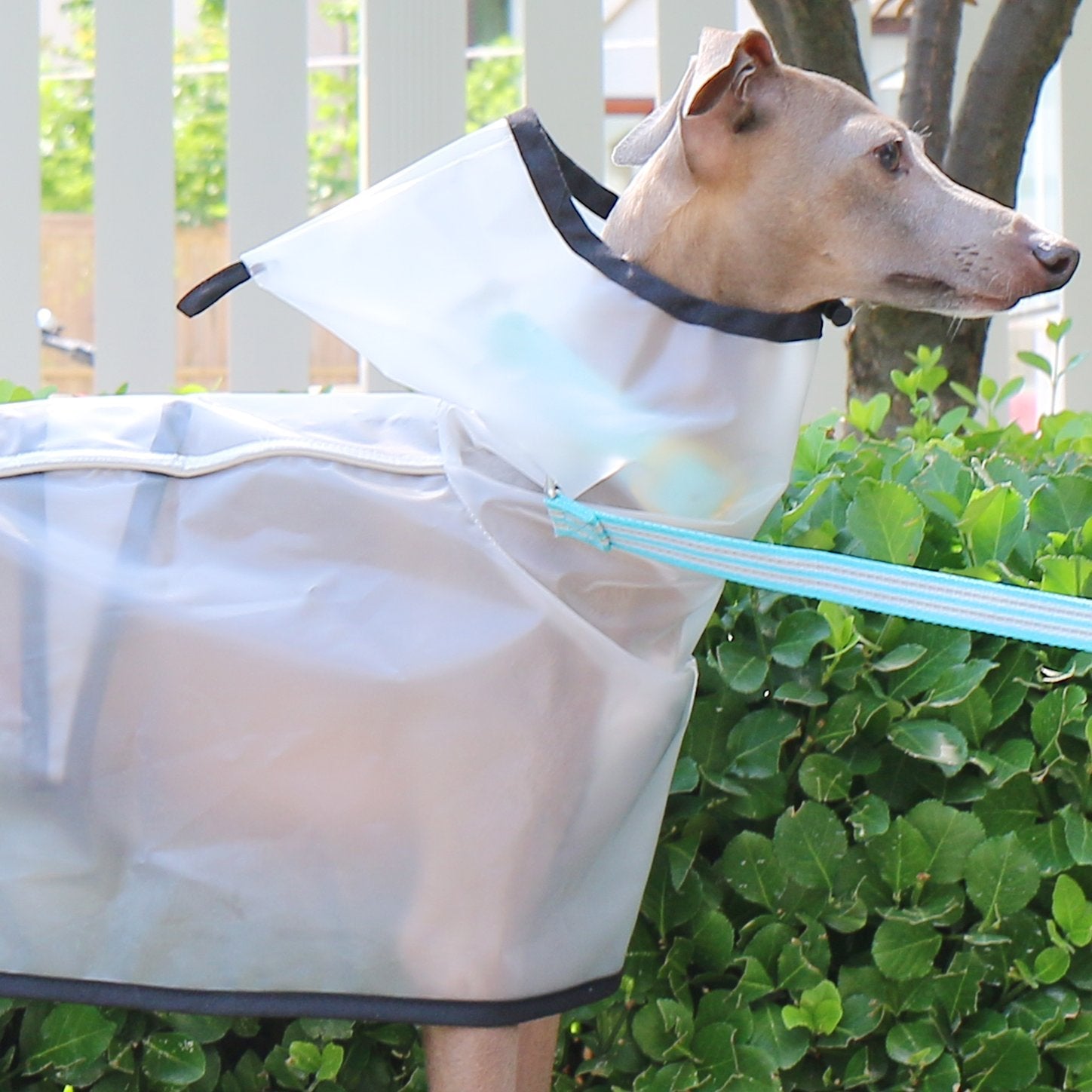 Transparent Windproof Raincoat Lightweight Waterproof Jacket for Greyhounds - PIKAPIKA