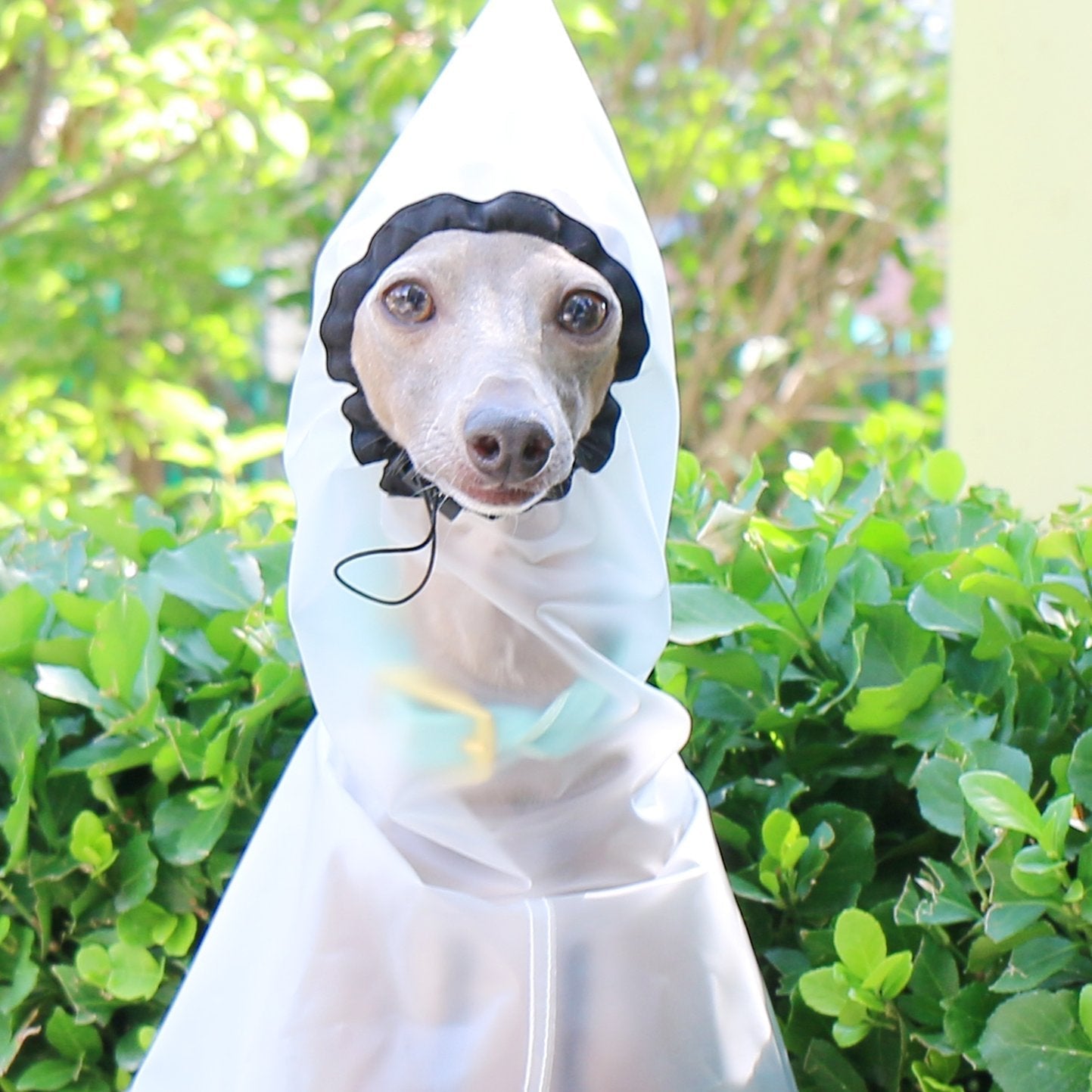 Transparent Windproof Raincoat Lightweight Waterproof Jacket for Greyhounds - PIKAPIKA