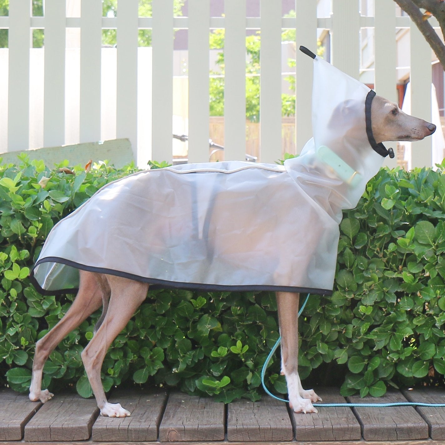 Transparent Windproof Raincoat Lightweight Waterproof Jacket for Greyhounds - PIKAPIKA
