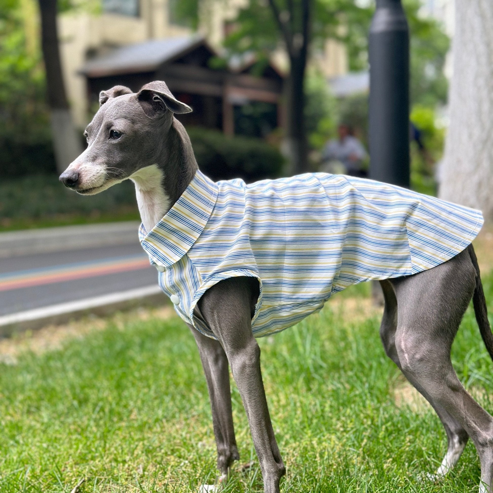 Ultra - Light Cooling Cotton Tank Shirt for Italian Greyhounds - PIKAPIKA