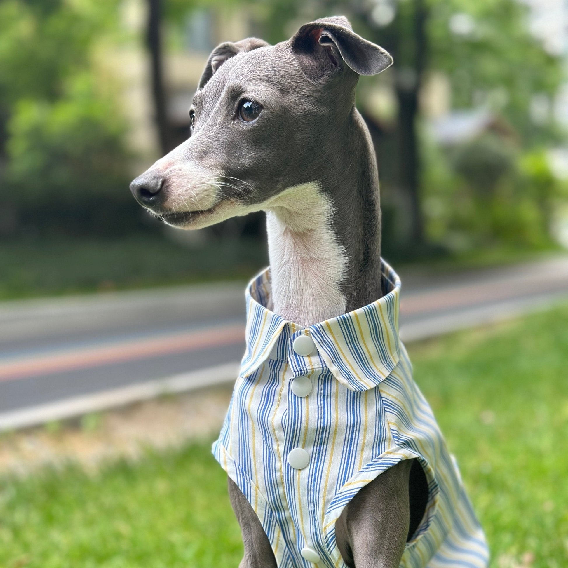 Ultra - Light Cooling Cotton Tank Shirt for Italian Greyhounds - PIKAPIKA