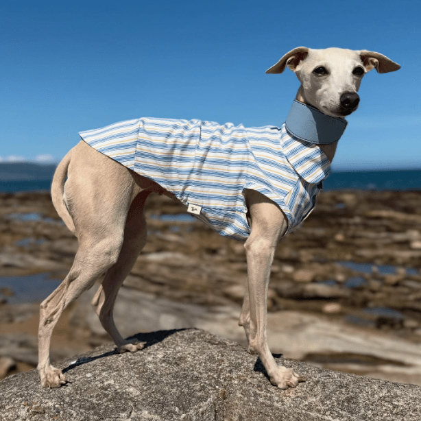 Ultra - Light Cooling Cotton Tank Shirt for Italian Greyhounds - PIKAPIKA