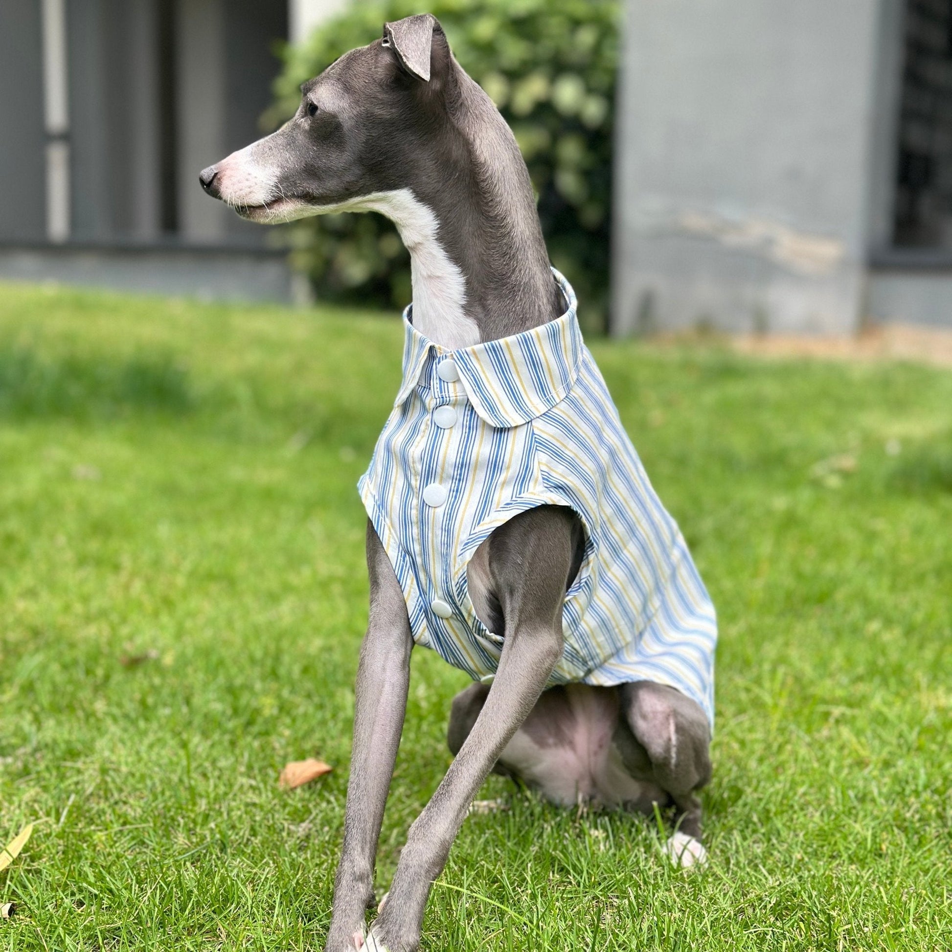 Ultra - Light Cooling Cotton Tank Shirt for Italian Greyhounds - PIKAPIKA