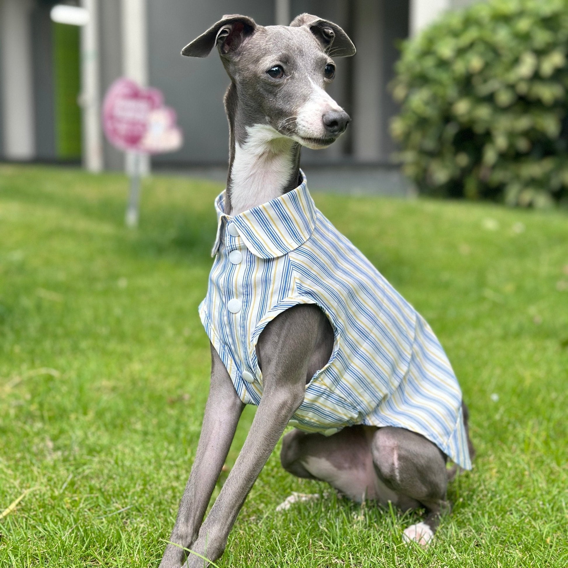 Ultra - Light Cooling Cotton Tank Shirt for Italian Greyhounds - PIKAPIKA
