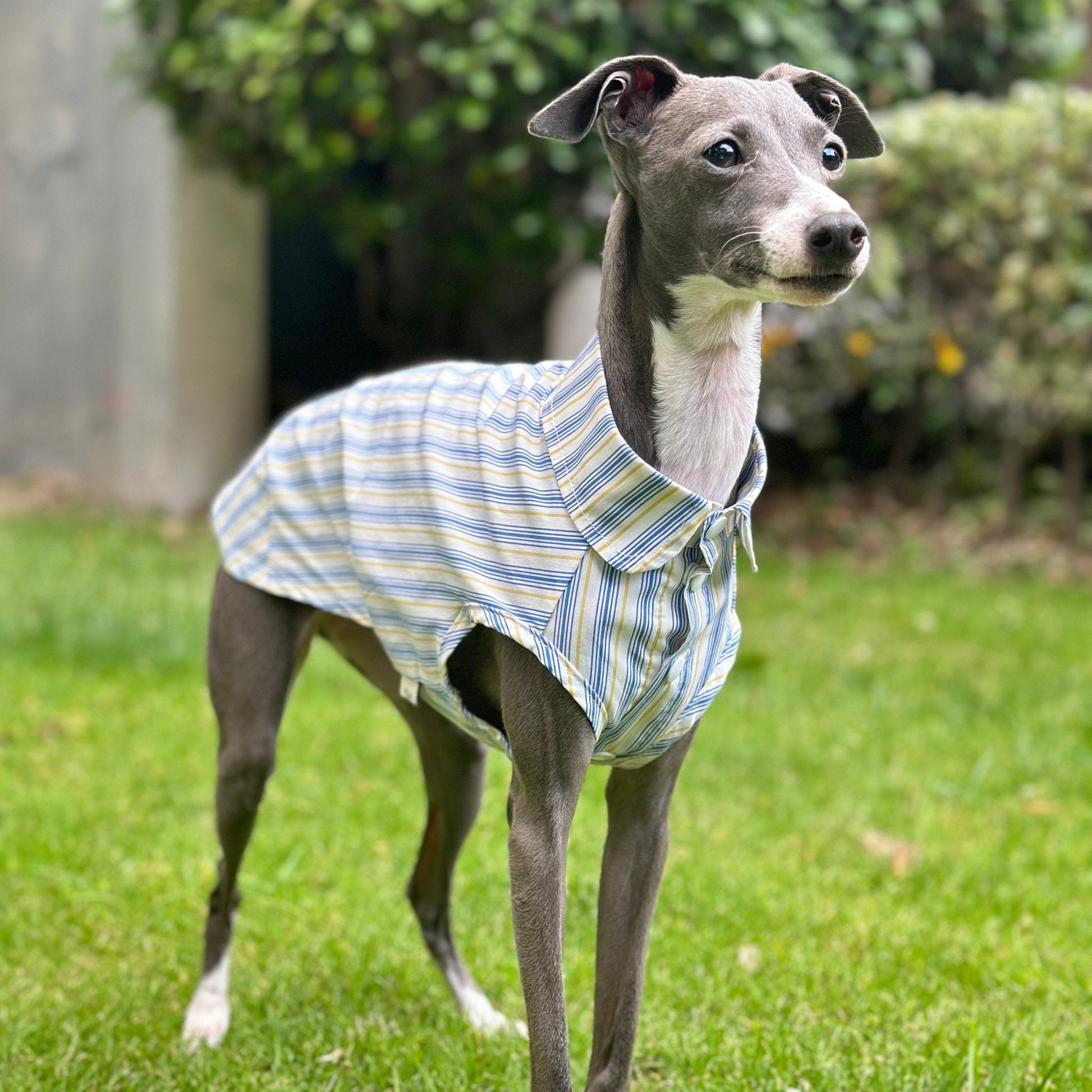 Ultra - Light Cooling Cotton Tank Shirt for Italian Greyhounds - PIKAPIKA