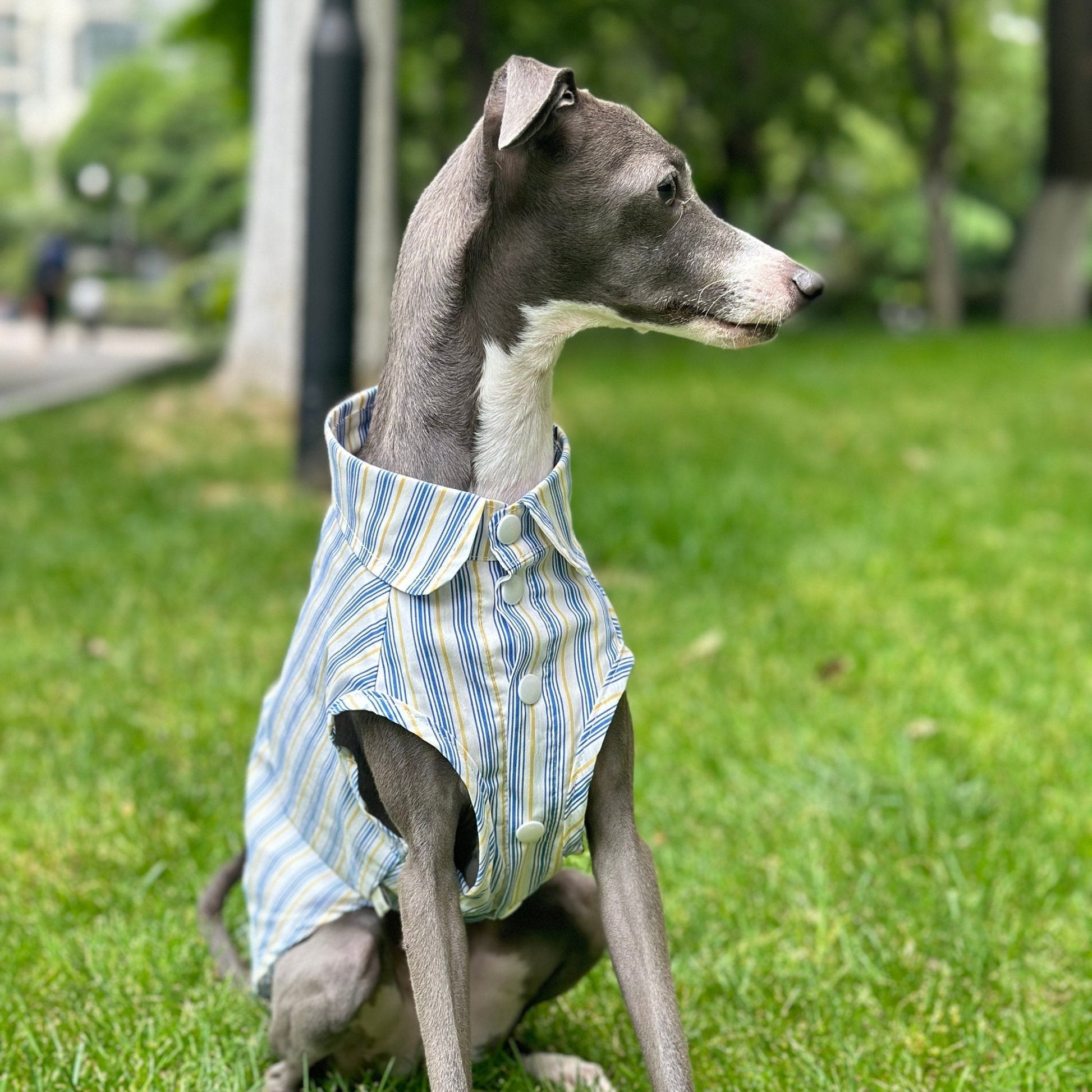 Ultra - Light Cooling Cotton Tank Shirt for Italian Greyhounds - PIKAPIKA