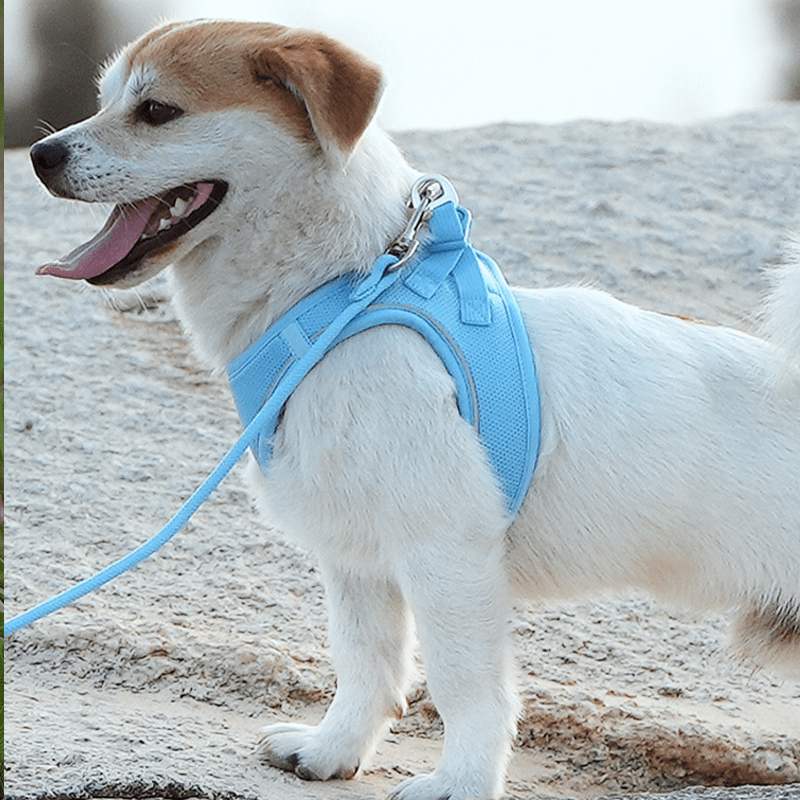 Vest Style Walking Harness Dog Leash Small Pet - PIKAPIKA