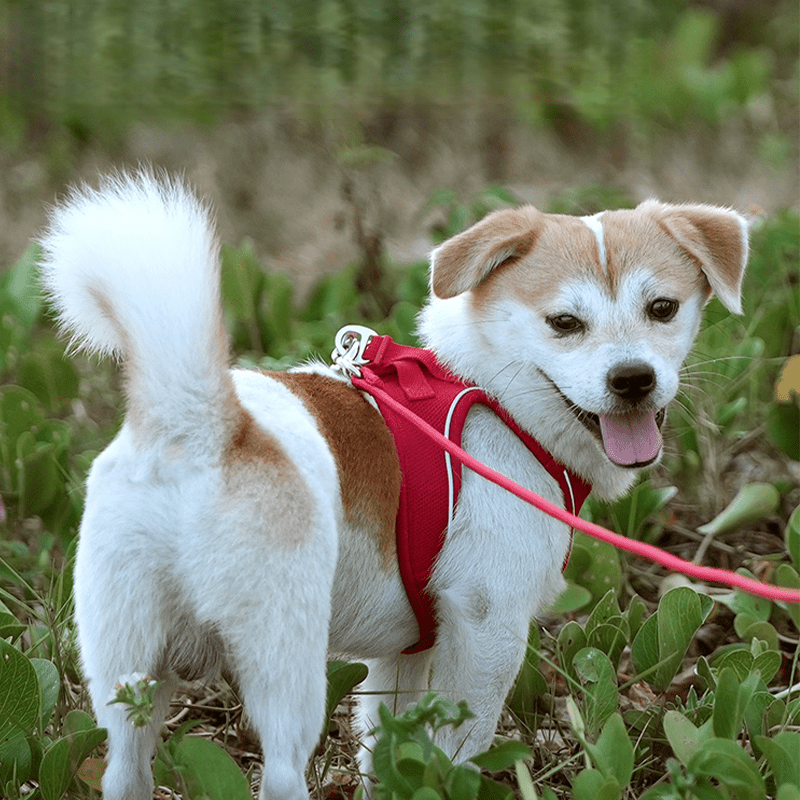 Vest Style Walking Harness Dog Leash Small Pet - PIKAPIKA