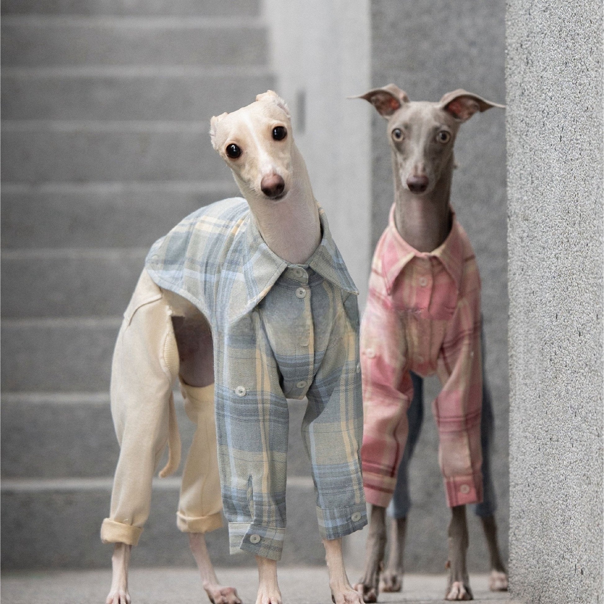 Vintage - Inspired Soft Plaid Shirt for Italian Greyhounds - PIKAPIKA