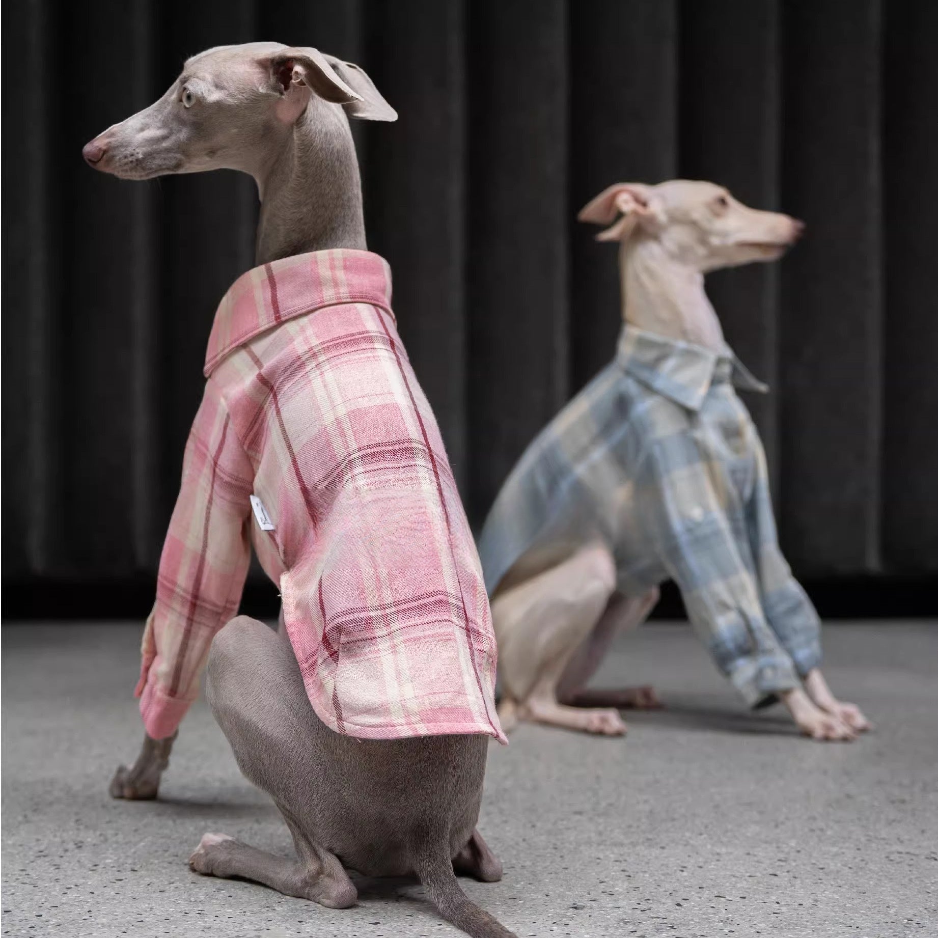 Vintage - Inspired Soft Plaid Shirt for Italian Greyhounds - PIKAPIKA