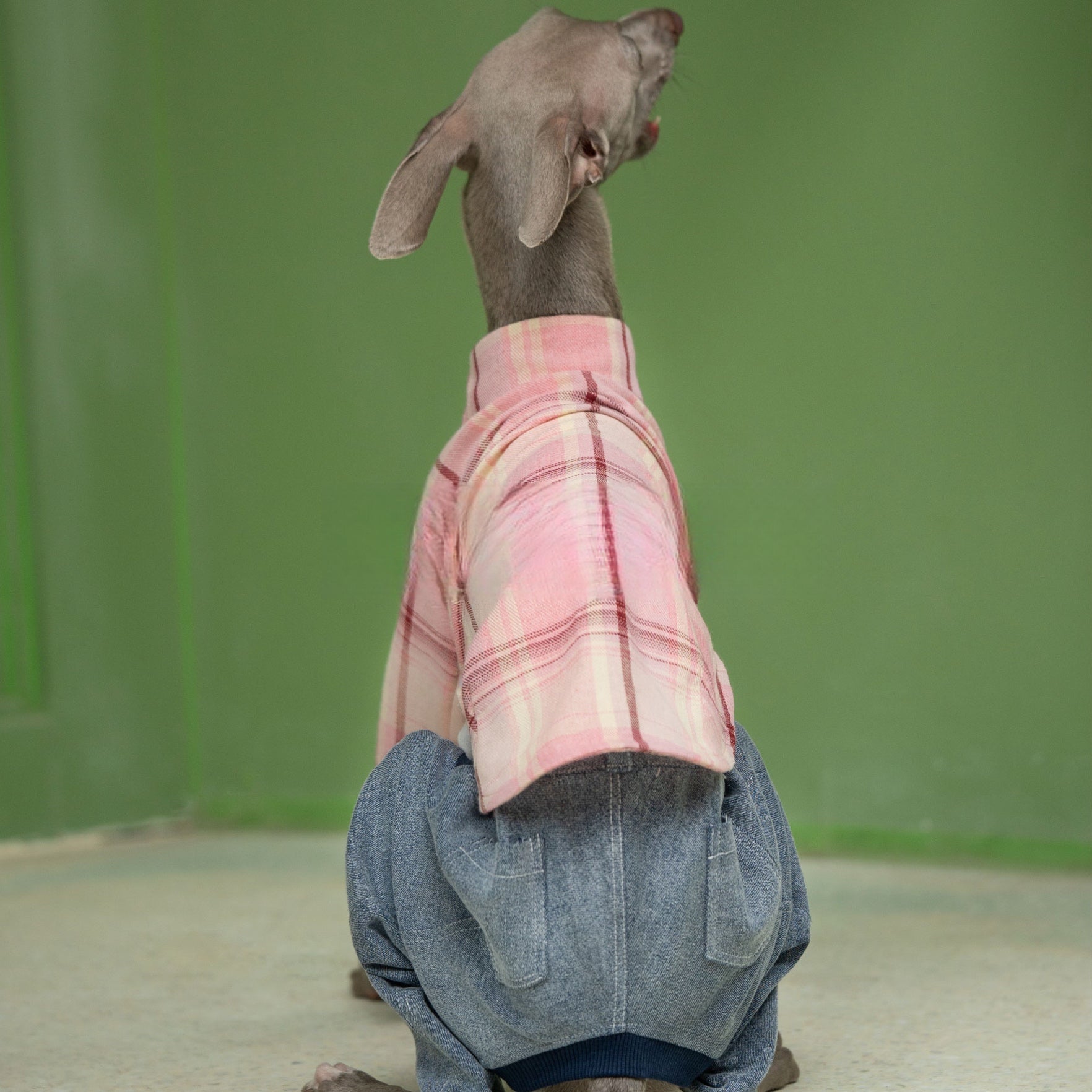 Vintage - Inspired Soft Plaid Shirt for Italian Greyhounds - PIKAPIKA