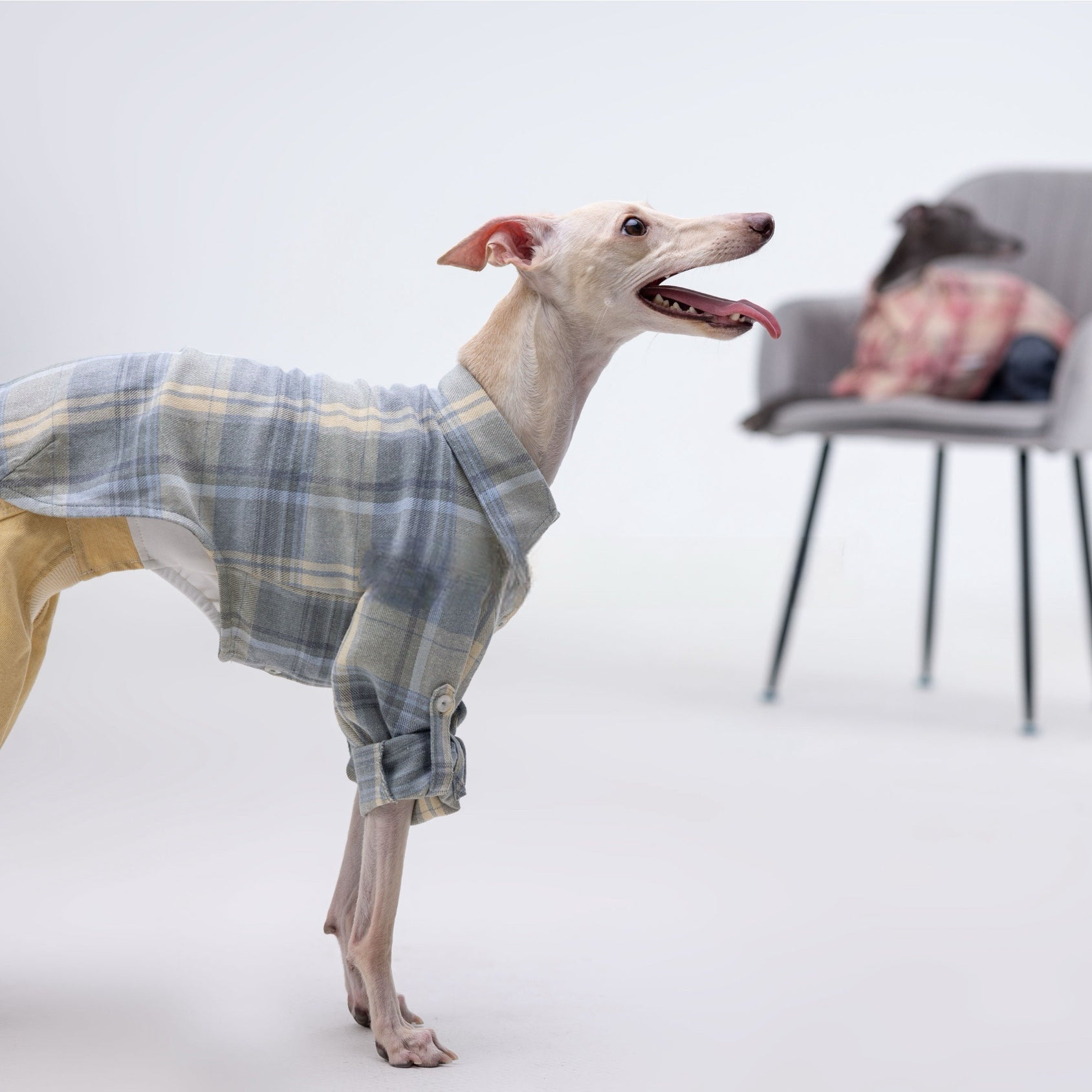 Vintage - Inspired Soft Plaid Shirt for Italian Greyhounds - PIKAPIKA