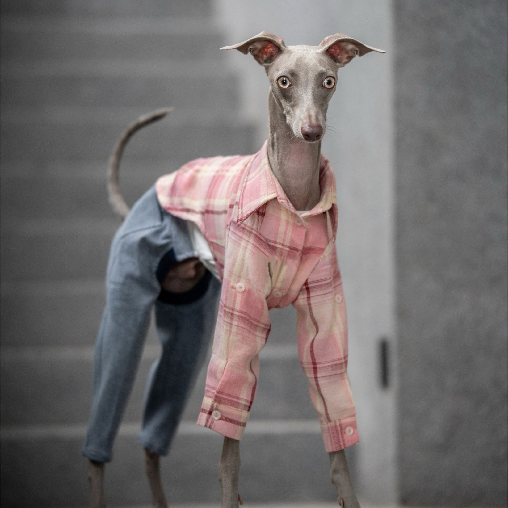 Vintage - Inspired Soft Plaid Shirt for Italian Greyhounds - PIKAPIKA