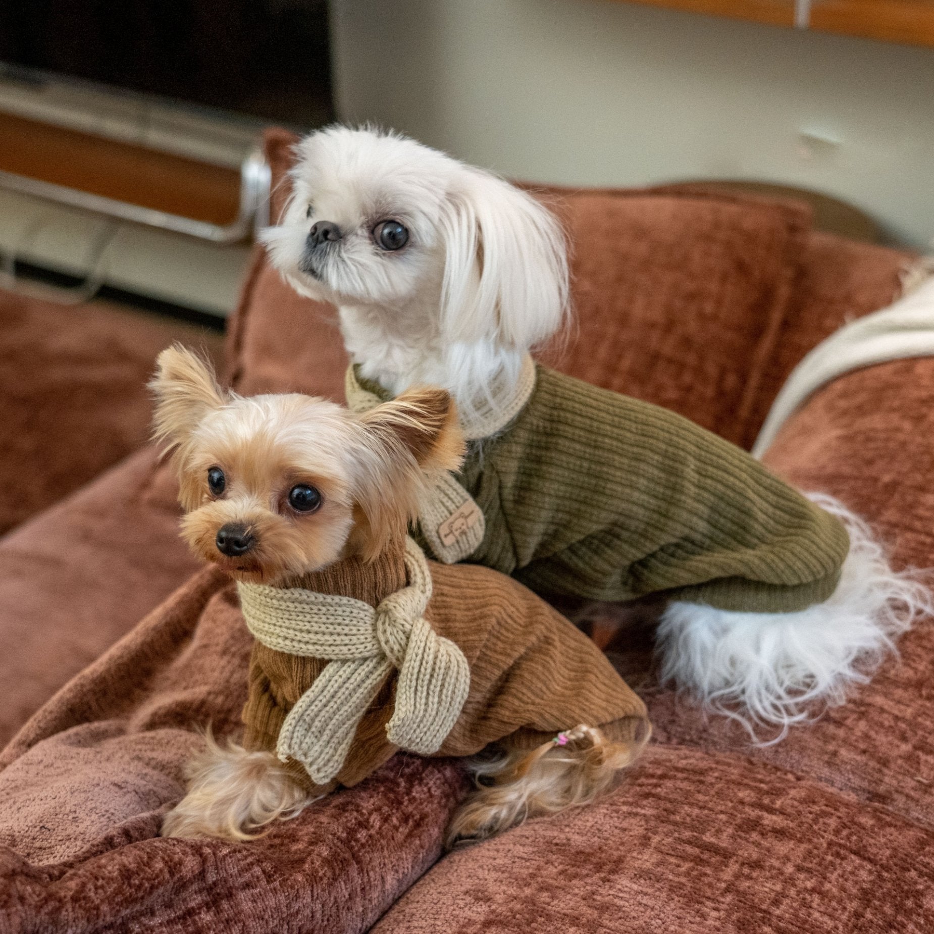 Warm Earth Tone Shirt for Toy Dogs Korean Style - PIKAPIKA