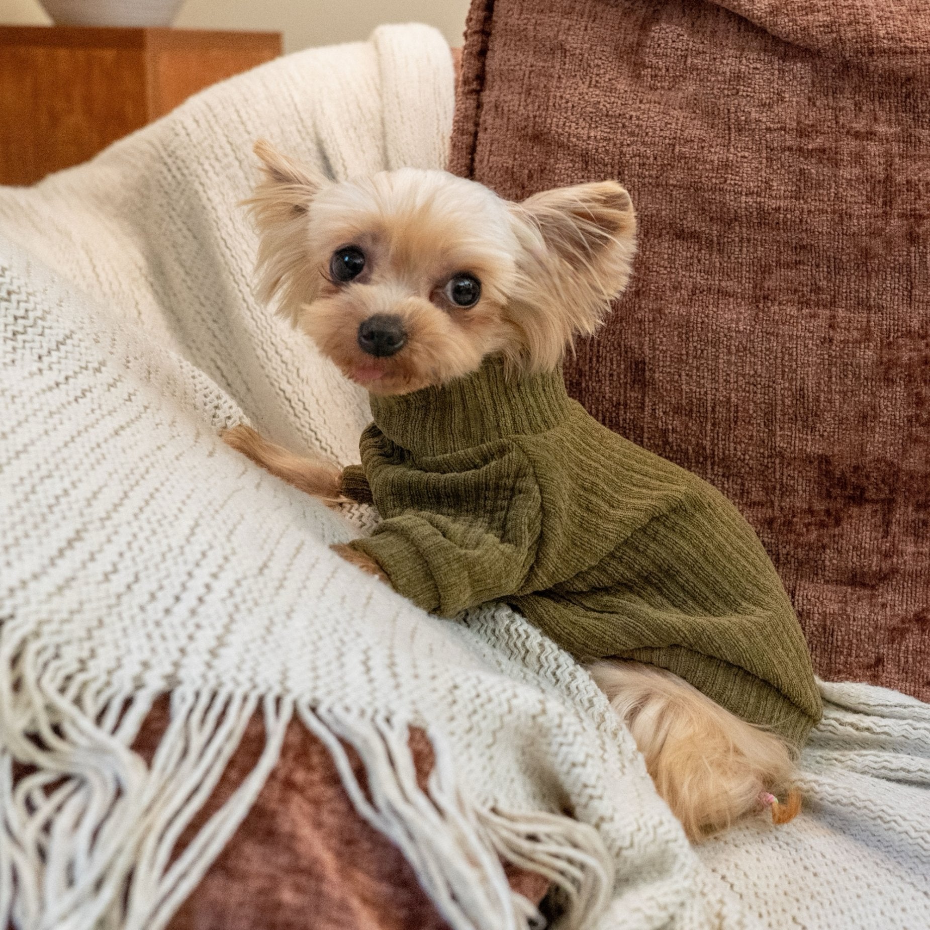 Warm Earth Tone Shirt for Toy Dogs Korean Style - PIKAPIKA