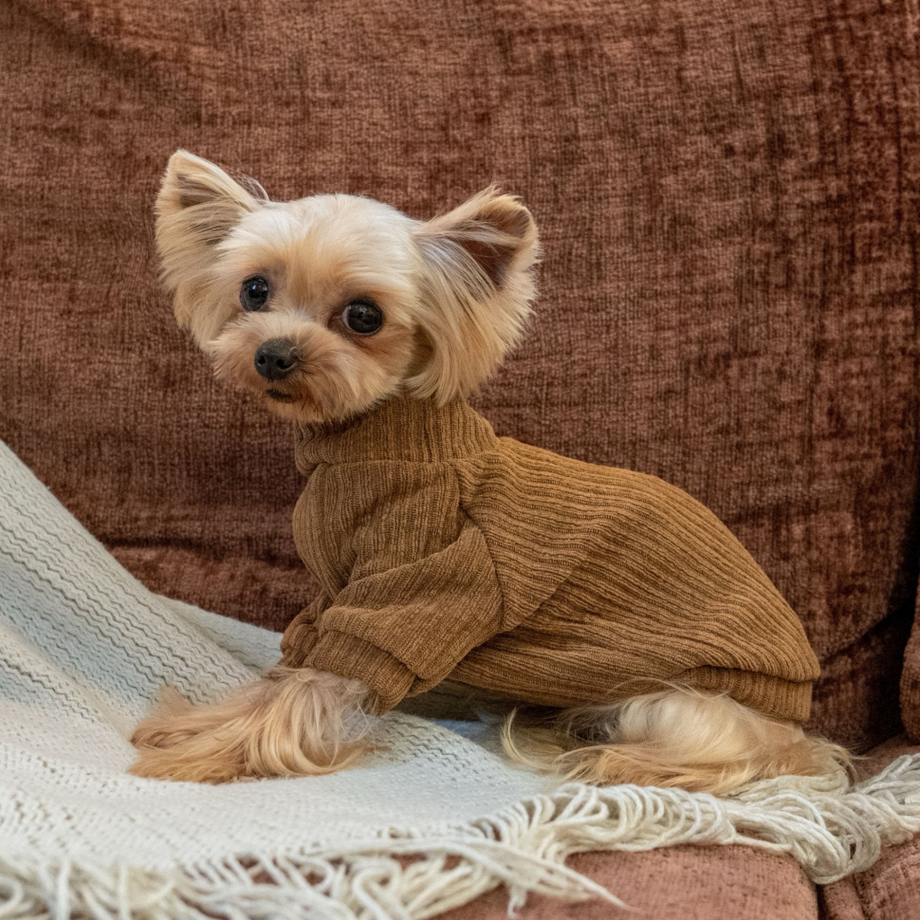 Warm Earth Tone Shirt for Toy Dogs Korean Style - PIKAPIKA