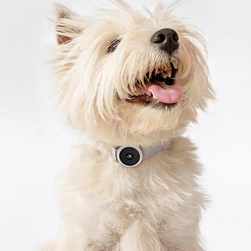 Waterproof GPS Pet Tracker Airtag Collar Customized Anti - Lost Device - PIKAPIKA