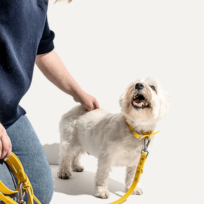 Waterproof No - Pull Dog Harness Leash Set Vest - Style Collar - PIKAPIKA