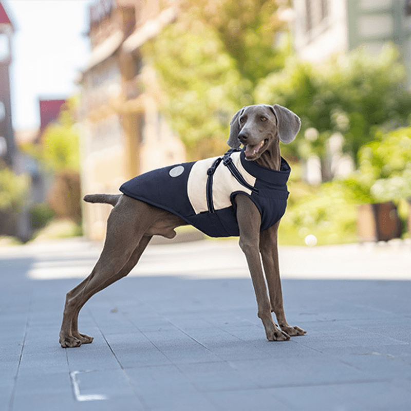 Waterproof Warm Vest Whippet Greyhound Winter Dog Clothes - PIKAPIKA