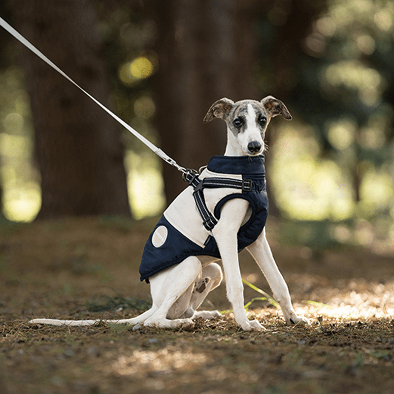 Waterproof Warm Vest Whippet Greyhound Winter Dog Clothes - PIKAPIKA